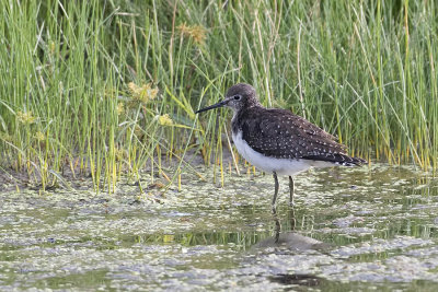 Solitary sandpiper 1.jpg