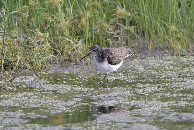 Solitary sandpiper 2.jpg
