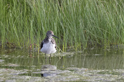 Solitary sandpiper 3.jpg