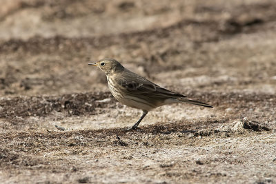 American Pipit.jpg