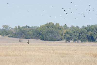 Northern Harrier hunting.jpg