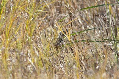 American Bittern in 30 mph winds.jpg