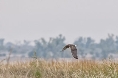 Harrier 5726.jpg