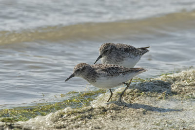 Least sandpipers.jpg