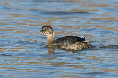Pied-billed Grebe.jpg