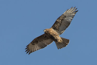 Juvenile Dark-morph Red-tailed hawk.jpg