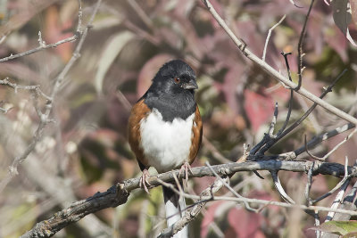 Eastern Towhee.jpg