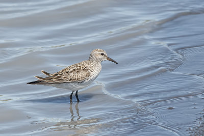 White-rumped Sandpiper.jpg