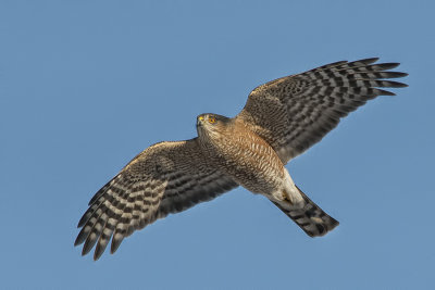 Sharp-shinned hawk.jpg