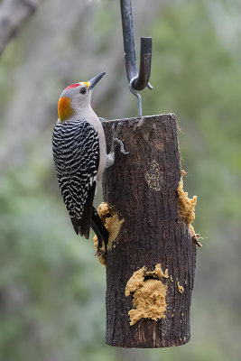 Golden-fronted Woodpecker.jpg