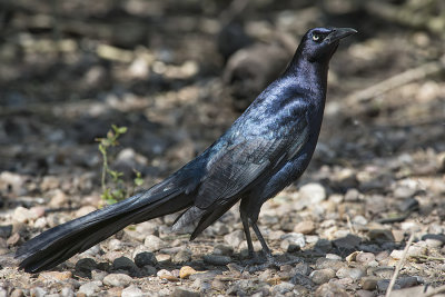 Great-tailed Grackle.jpg