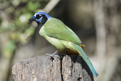 Green Jay.jpg