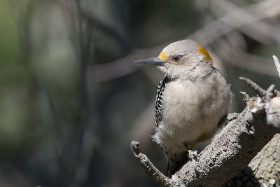 Golden-fronted Woodpecker female.jpg