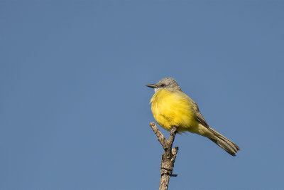 Couch's Kingbird.jpg