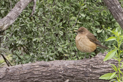 Clay-colored Thrush.jpg