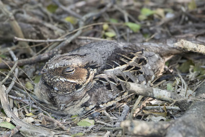 Common Pauraque.jpg