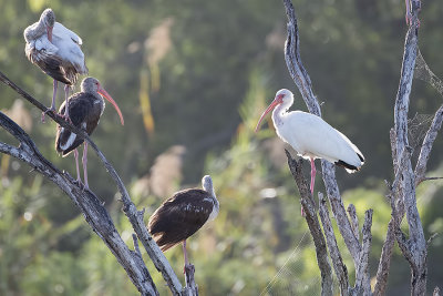 White Ibis.jpg