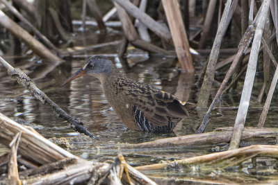 Virginia Rail.jpg