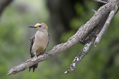 Golden-fronted Woodpecker.jpg