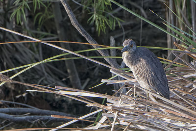 Juvenile Yellow-crowned Night-Heron.jpg