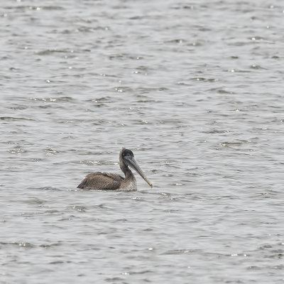 Brown Pelican at Tuttle Creek.jpg