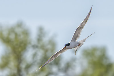 Forster's 3.jpg