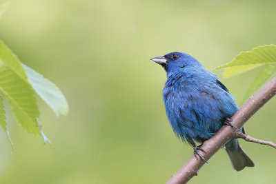Indigo bunting.jpg