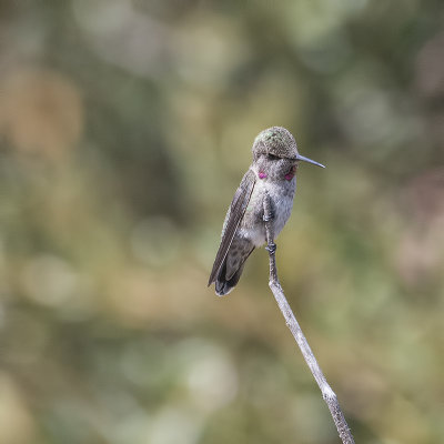 Juvenile Anna's hummingbird.jpg