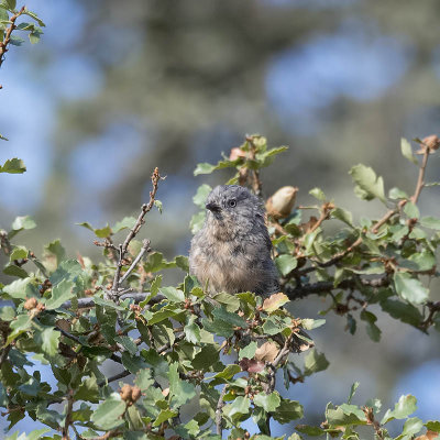 Bushtit female.jpg