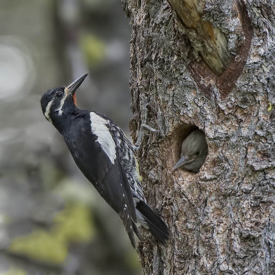 Williamson's sapsucker with chick.jpg