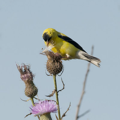 American Goldfinch.jpg