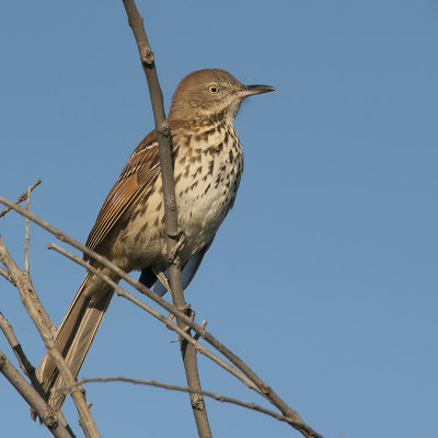 Brown Thrasher.jpg