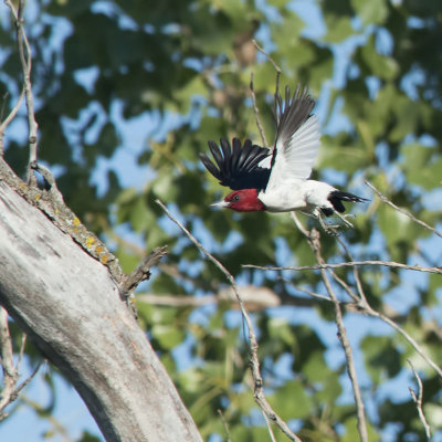RHWO in flight.jpg