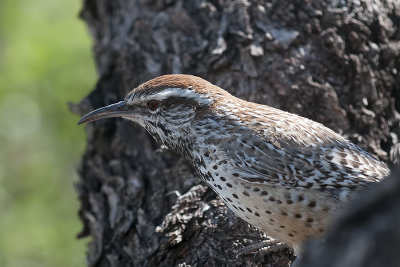 Cactus Wren.jpg