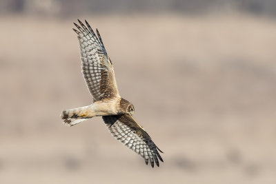 Northern Harrier.jpg