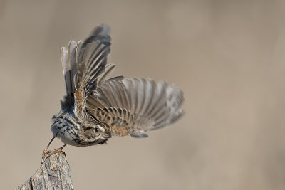 Song Sparrow.jpg