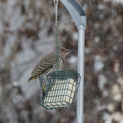 Yellow-shafted Northern Flicker female.jpg