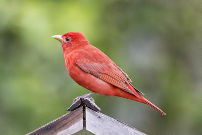 Summer Tanager.jpg