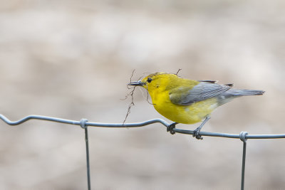 Prothonotary Warbler.jpg