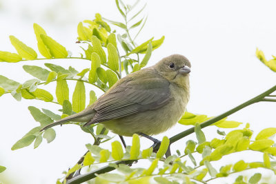 Painted Bunting female.jpg