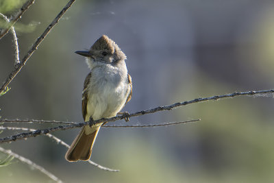 Ash-throated Flycatcher.jpg