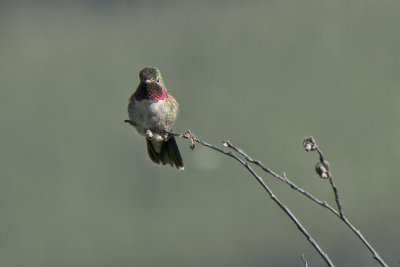 Broad-tailed Hummingbird.jpg