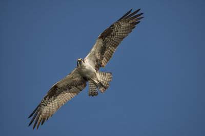 Osprey.jpg