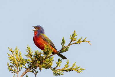 Painted Bunting.jpg