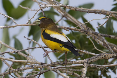 Evening Grosbeak.jpg