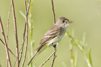 Willow Flycatcher.jpg