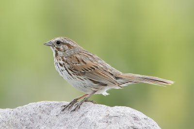 Song Sparrow.jpg