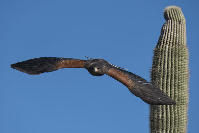 Harris's Hawk.jpg