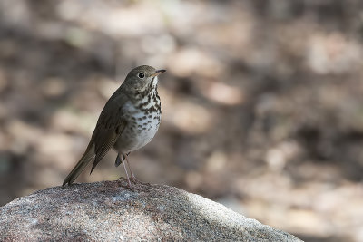 Hermit Thrush.jpg