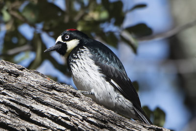 Acorn Woodpecker.jpg